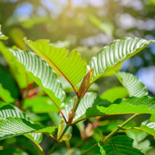 Home 61 kratom plant